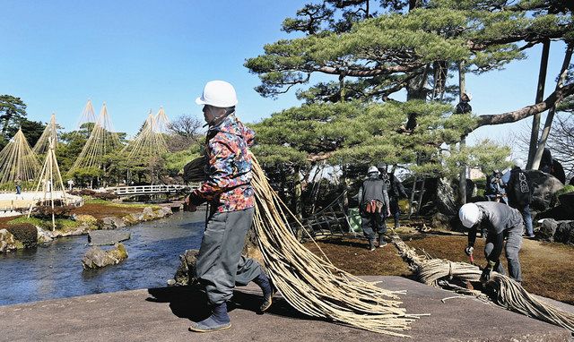 兼六園も雪つり外し 800カ所、庭師ら手際よく：北陸中日新聞Web