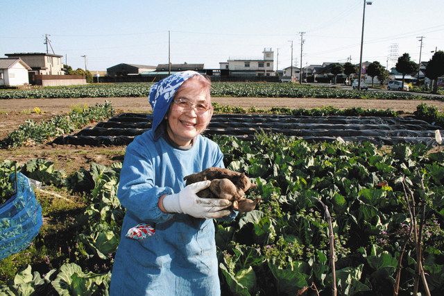 仲田さん栽培の ヤーコン きょうソラモで販売 中日新聞しずおかweb