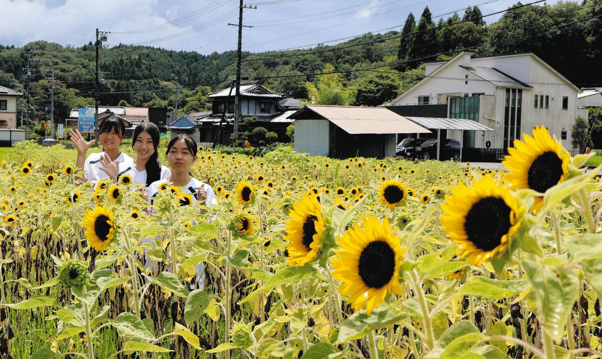 見ごろを迎えたヒマワリ畑＝瑞浪市明世町月吉で