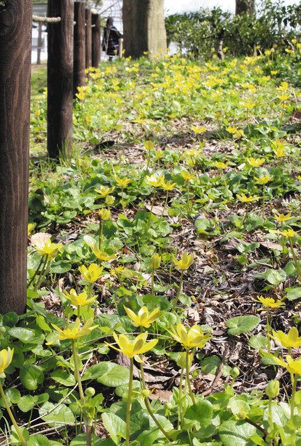ヒメリュウキンカ 小ぶりの黄色い花 実は 外来種 金沢で分布拡大 北陸中日新聞web