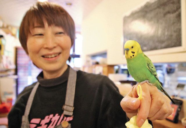 きょうのイチオシ】迷子から看板インコに 尾山町・喫茶の「ピーちゃん
