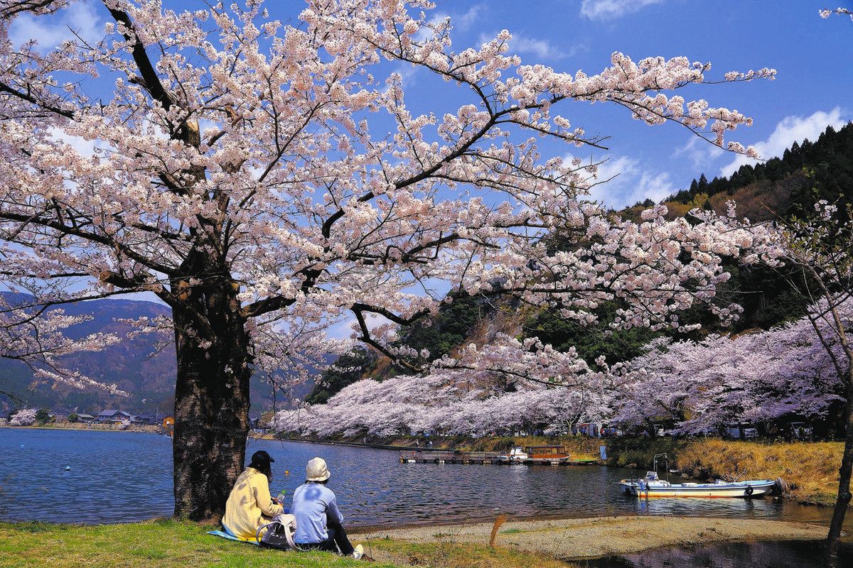 しが旅のススメ＞桜スポット3選＝高島市 海津大崎・風車街道・朽木：中