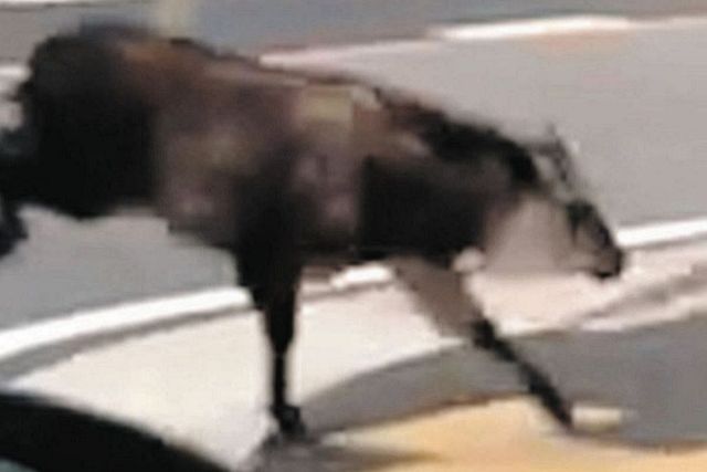 動画】ニホンカモシカか？名古屋市内で目撃相次ぐ 市教委「むやみに