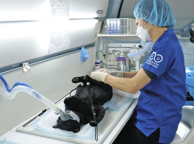 猫の過剰繁殖、出張手術で解決の一助に　専門の動物病院、松阪に3回目の来訪