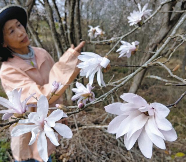 ピンクと白の花が競演　中津川・岩屋堂群生地のシデコブシ