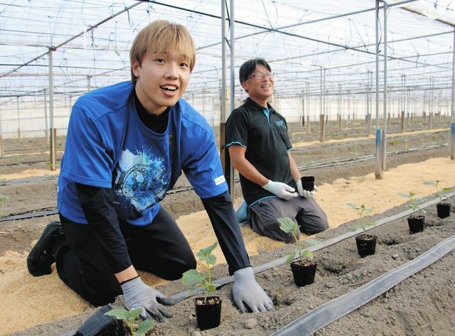 実れ！西田のキュウリ　シーホースと西尾のJAが連携、実家が農家の主将が苗植え