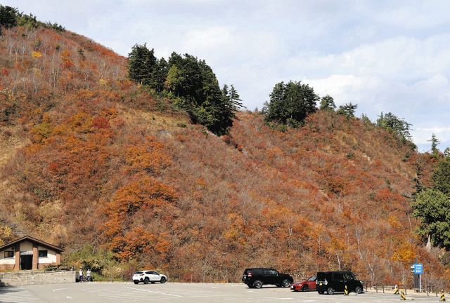 白山白川郷ホワイトロード、秋色に染まる　紅葉見ごろ、岐阜県と石川県境