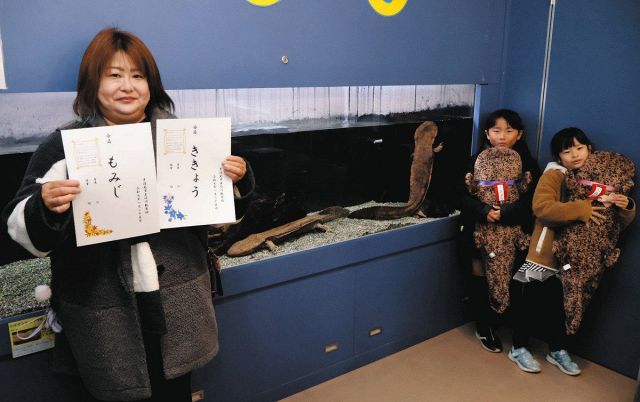 「ききょう」と「もみじ」です　土岐川観察館のオオサンショウウオ