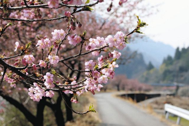 飯田・遠山川沿いの河津桜がやっと3分咲き　08年以降最も遅く