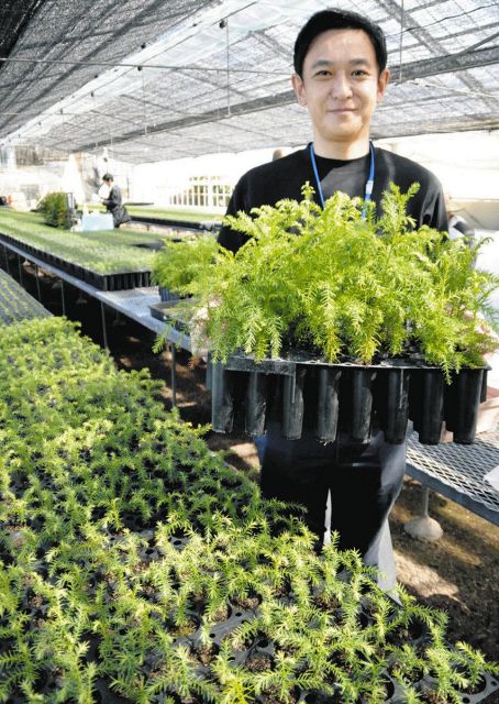 花粉少ないスギの苗木広がれ　中津川市の丸山木材HDが生産販売