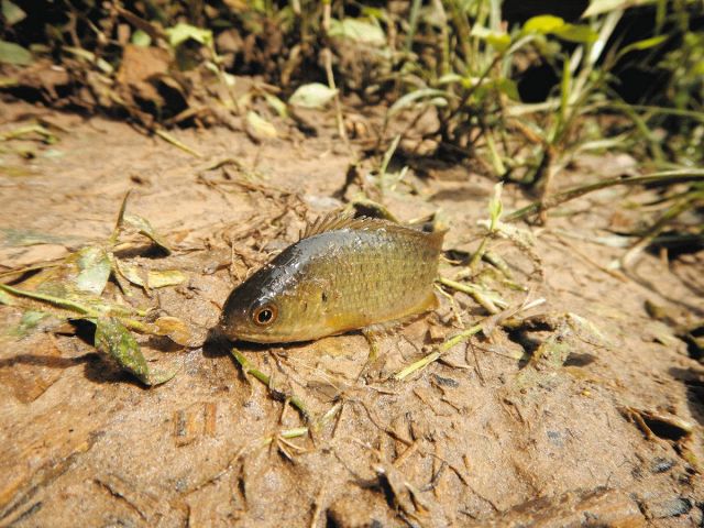 ＜アクア・トトぎふだより＞キノボリウオ　陸上でもはって進める魚