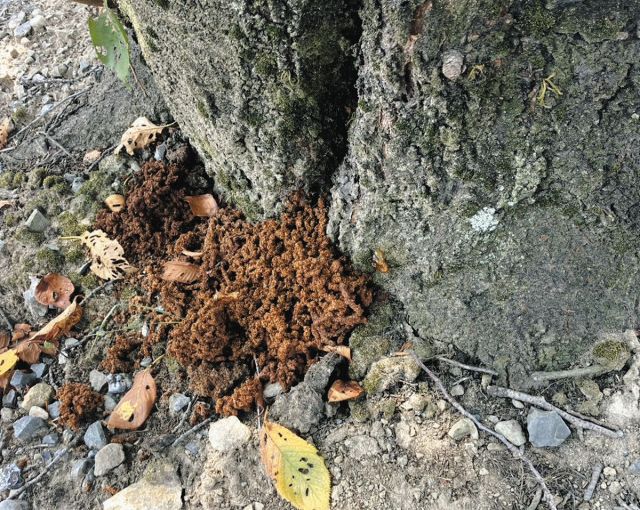 木を食い荒らす「クビアカツヤカミキリ」に注意、サクラ被害に懸念　岐阜県内でも発見相次ぐ