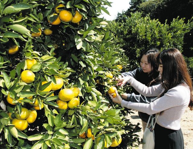 「甘くておいしい」来園者笑顔　津市観光みかん狩り園が開園