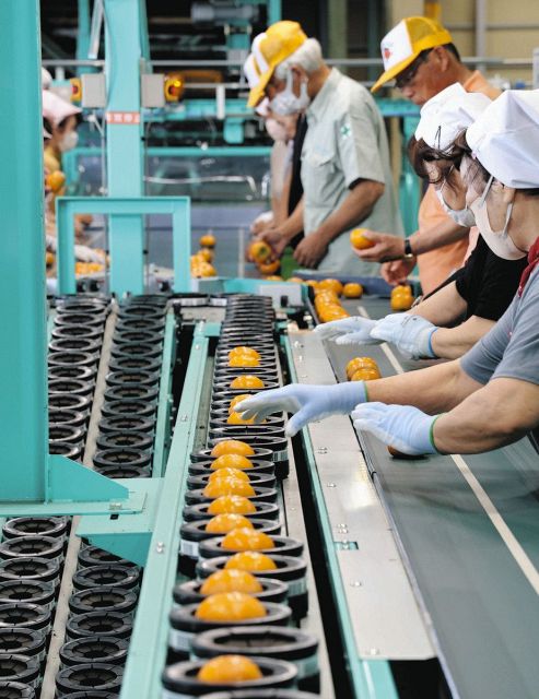 柿の生産地から秋をお届け　大野で出荷スタート
