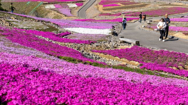 【動画・写真多数】高原を彩るピンクの絨毯、シバザクラが見頃に　豊根村・茶臼山高原