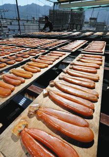 日光浴び べっ甲色の輝き放つ　尾鷲市でカラスミ作り始まる