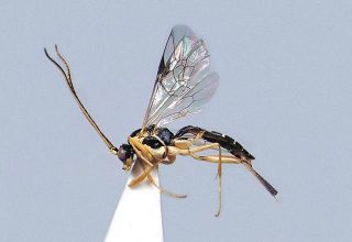 豊橋の昆虫マニアらが新種のハチ２種を発見　研究成果を国際的学術誌に掲載