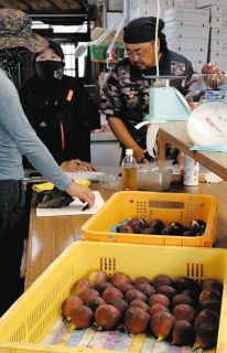 猛暑と水不足…苦労したけど甘く仕上がりました　愛知県尾張旭市でイチジクの目ぞろえ会