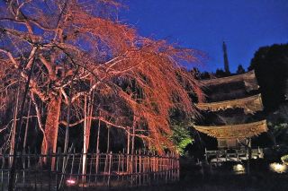 道誉桜と荘厳な三重塔が共演　米原の徳源院でライトアップ7日まで