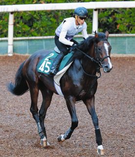 アーモンドアイ コントレイル デアリングタクト  JC ミニゼッケン ３枚セット アーモンドアイが“世紀の一戦”ジャパンカップで有終の美…コン