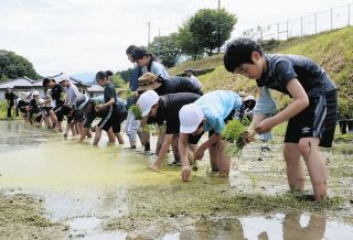 「収穫楽しみ」下條小児童が田植え　JAみなみ信州職員の指導で体験