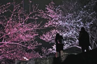 春本番、踏み出す一歩祝う桜　松阪や明和で見ごろ