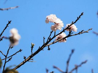 秋なのに、お目覚めですか桜の木　三重県尾鷲市、真夏日に50輪以上「こんなことは記憶にない」