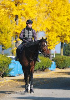 皐月賞3着マスカレードボールは6・1日本ダービーで坂井と再コンビ：中