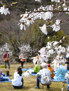 各務原の公園でシデコブシが見頃　支援事業所利用の障害者ら40本を世話