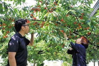 長野・下伊那、さくらんぼ狩りシーズン到来　予約受け付け始まる