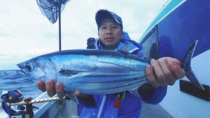 本ガツオ、入れ食い　静岡県・金洲魚礁