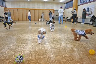 越前市出身劇画家・池上遼一さん 直筆イラスト色紙届く：日刊県民福井Web