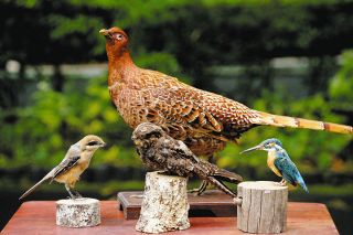宮沢賢治作品に登場する鳥の生態など学ぼう　10月25日、安曇野市で生誕130年の催し