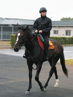 2002年皐月賞馬、ノーリーズン死す 25歳 通算12戦3勝：中日スポーツ