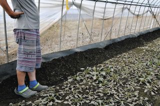 美容院「再開の見込みたたない…」小松菜も出荷できず　台風10号、西濃に爪痕