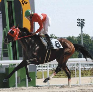 【名古屋競馬・かに座特別】距離延長問題なし、ナムラマイケル転入連勝いける！　スムーズならユズノキも勝ち負け