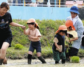 膝まで泥に漬かって田植えしたよ　尾張旭の園児、食の大切さ体感