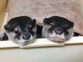 ＜アクア・トトぎふだより＞コツメカワウソ　愛くるしい「いい夫婦」に関心を