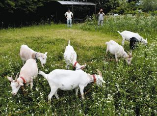 ヤギ除草広まれ　環境・急斜面にOK、多治見・NPOが取り組み