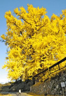 大イチョウが黄色に輝く　中津川・長楽寺で見頃