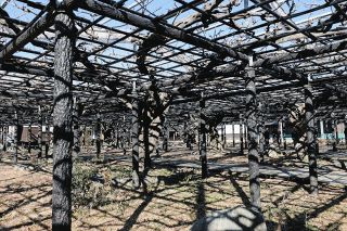 故宮城さんの教え胸に 掛川で「ねむの木」美術展開幕：中日新聞しずおかWeb