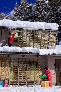 「寒干し大根」びっしり　飛騨・山之村地区＜県境のぎふと＞