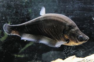 淡水魚「チタラ・ロピス」、日本の水族館で初 飼育下の繁殖成功　5日まで、アクア・トトぎふで展示