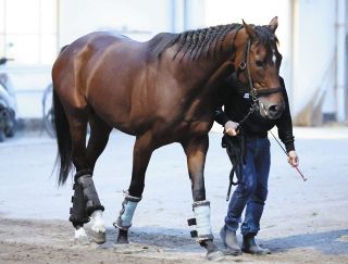 【菊花賞・枠順確定】ラージアンサンブル4枠7番に武井師「ラッキーセブンでいいんじゃないですか」