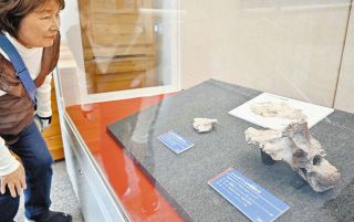 タイで発見の脳函化石 原始的なカルカロドントサウルス類：日刊県民福井Web