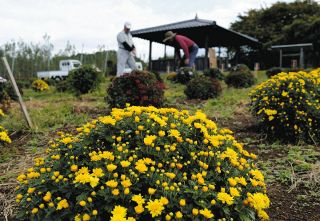 ドーム状の菊、見頃間近　喬木村・縄文の丘フルーツパーク