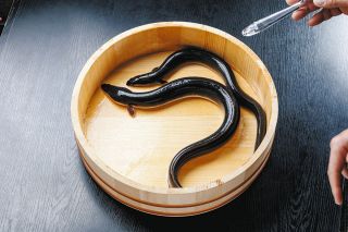養殖ウナギの餌に○○を混ぜると「ほぼ100％」雌に成長！　愛知県水産試験場研究員の新技術が評価