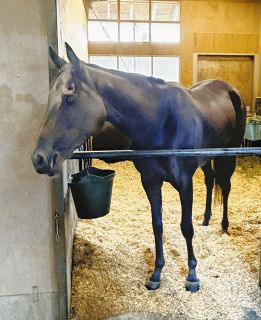 【有力馬の動向】秋華賞制したモンローウォークは放牧へ　上村師「使ったあとも問題はありません」