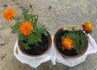 児童たちが育てた花＝多治見市養正小で（養正小提供）