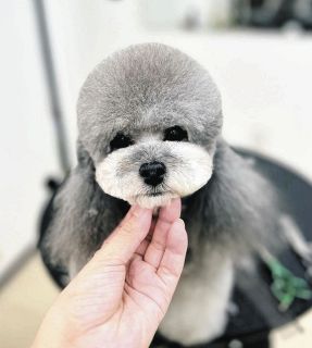 大会でトリミングをしてすっきりした「てんちゃ」ちゃん＝増田さん提供